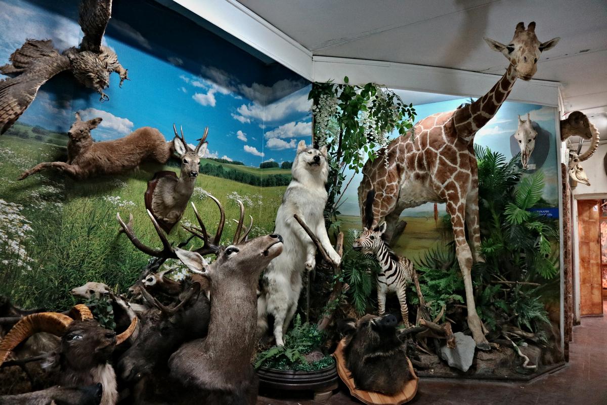 Онлайн-трансляция экскурсии в Зоологический музей Самарского государственного социально-педагогического университета .